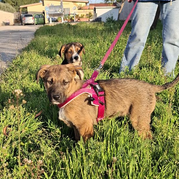 Fucsia Mix Pastorina In Adozione